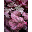 Kép 3/4 - Heuchera hybrid 'Wild Rose' – Tűzeső - képek rendelés vásárlás a Megyeri Szabolcs Kertészeti webáruházban.