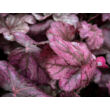 Kép 4/4 - Heuchera hybrid 'Wild Rose' – Tűzeső - képek rendelés vásárlás a Megyeri Szabolcs Kertészeti webáruházban.
