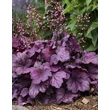 Kép 1/4 - Heuchera hybrid 'Wild Rose' – Tűzeső