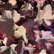 Kép 3/3 - Heuchera 'XXL' – Tűzeső