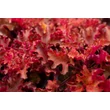 Kép 5/8 - Heuchera 'Zipper' – Tűzeső