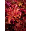 Kép 1/8 - Heuchera 'Zipper' – Tűzeső