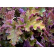 Kép 8/8 - Heuchera 'Zipper' – Tűzeső - képek rendelés vásárlás a Megyeri Szabolcs Kertészeti webáruházban.