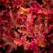 Kép 3/8 - Heuchera 'Zipper' – Tűzeső