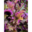 Kép 7/8 - Heuchera 'Zipper' – Tűzeső - képek rendelés vásárlás a Megyeri Szabolcs Kertészeti webáruházban.