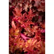 Kép 4/8 - Heuchera 'Zipper' – Tűzeső