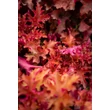 Kép 6/8 - Heuchera 'Zipper' – Tűzeső