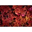 Kép 2/8 - Heuchera 'Zipper' – Tűzeső