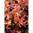 Kép 4/5 - Heuchera 'Zipper' – Tűzeső