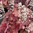 Kép 1/2 - Heucherella x 'Redstone Falls' – Turbáncső