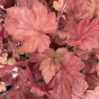 Kép 2/2 - Heucherella x 'Redstone Falls' – Turbáncső