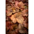 Kép 1/5 - Heucherella (x) 'Buttered Rum' – Turbáncső