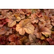 Kép 2/5 - Heucherella (x) 'Buttered Rum' – Turbáncső