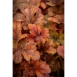 Kép 4/5 - Heucherella (x) 'Buttered Rum' – Turbáncső