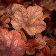 Kép 5/5 - Heucherella (x) 'Buttered Rum' – Turbáncső