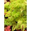 Kép 1/3 - Heucherella (x) 'Sunrise Falls' - Turbáncső