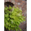 Kép 2/3 - Heucherella (x) 'Sunrise Falls' - Turbáncső