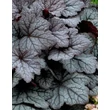 Kép 3/5 - Heucherella (x) 'Twilight' – Tűzeső, turbáncső levélzet