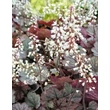 Kép 5/5 - Heucherella (x) 'Twilight' – Tűzeső, turbáncső virágzó állapotban