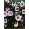 Kép 3/5 - Hibiscus moscheutos 'Carousel Jolly Heart' – Mocsári hibiszkusz