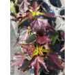 Kép 2/5 - Hibiscus moscheutos 'Carousel Jolly Heart' – Mocsári hibiszkusz