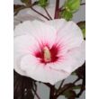 Kép 4/5 - Hibiscus moscheutos 'Carousel Jolly Heart' – Mocsári hibiszkusz