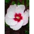 Kép 1/5 - Hibiscus moscheutos 'Carousel Jolly Heart' – Mocsári hibiszkusz