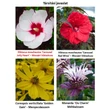 Kép 5/5 - Hibiscus moscheutos Carousel® 'Jolly Heart' (syn.: 'Tahi56') – Mocsári hibiszkusz