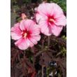 Hibiscus moscheutos 'Carousel Pink Candy' – Mocsári hibiszkusz