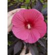 Kép 1/4 - Hibiscus moscheutos 'Carousel Pink Passion' – Mocsári hibiszkusz