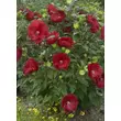 Kép 2/5 - Hibiscus moscheutos Summerific® 'Cranberry Crush' – Mocsári hibiszkusz