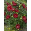 Hibiscus moscheutos 'Cranberry Crush' – Mocsári hibiszkusz