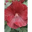 Kép 4/5 - Hibiscus moscheutos Summerific® 'Cranberry Crush' – Mocsári hibiszkusz