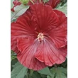 Kép 4/5 - Hibiscus moscheutos Summerific® 'Cranberry Crush' – Mocsári hibiszkusz