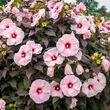 Kép 1/2 - Hibiscus moscheutos Summerific® 'Dark Mystery' – Mocsári hibiszkusz