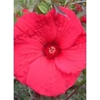 Kép 1/2 - Hibiscus moscheutos 'Fireball' – Mocsári hibiszkusz