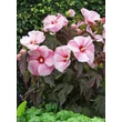 Kép 5/6 - Hibiscus moscheutos 'Kopper King' – Mocsári hibiszkusz