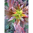 Kép 4/6 - Hibiscus moscheutos 'Kopper King' – Mocsári hibiszkusz