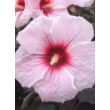 Hibiscus moscheutos 'Kopper King' – Mocsári hibiszkusz