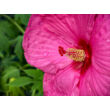 Kép 3/3 - Hibiscus moscheutos 'Kui Nuku' – Mocsári hibiszkusz - képek rendelés vásárlás a Megyeri Szabolcs Kertészeti webáruházban.