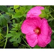Kép 2/3 - Hibiscus moscheutos 'Kui Nuku' – Mocsári hibiszkusz - képek rendelés vásárlás a Megyeri Szabolcs Kertészeti webáruházban.