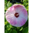 Hibiscus moscheutos 'Luna Pink Swirl' – Mocsári hibiszkusz