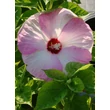 Kép 1/4 - Hibiscus moscheutos 'Luna Pink Swirl' – Mocsári hibiszkusz