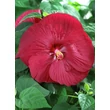 Kép 3/3 - Hibiscus moscheutos 'Luna Red' – Mocsári hibiszkusz