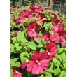 Kép 2/3 - Hibiscus moscheutos 'Luna Red' – Mocsári hibiszkusz