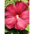 Kép 1/3 - Hibiscus moscheutos 'Luna Red' – Mocsári hibiszkusz