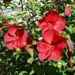 Kép 1/2 - Hibiscus moscheutos Summerific® 'My Valentine' – Mocsári hibiszkusz