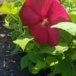 Kép 2/3 - Hibiscus x moscheutos 'Nippon' F1 - Óriás mocsári hibiszkusz piros