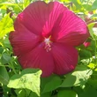 Kép 1/3 - Hibiscus x moscheutos 'Nippon' F1 - Óriás mocsári hibiszkusz piros