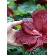 Hibiscus moscheutos 'Robert Fleming' – Mocsári hibiszkusz